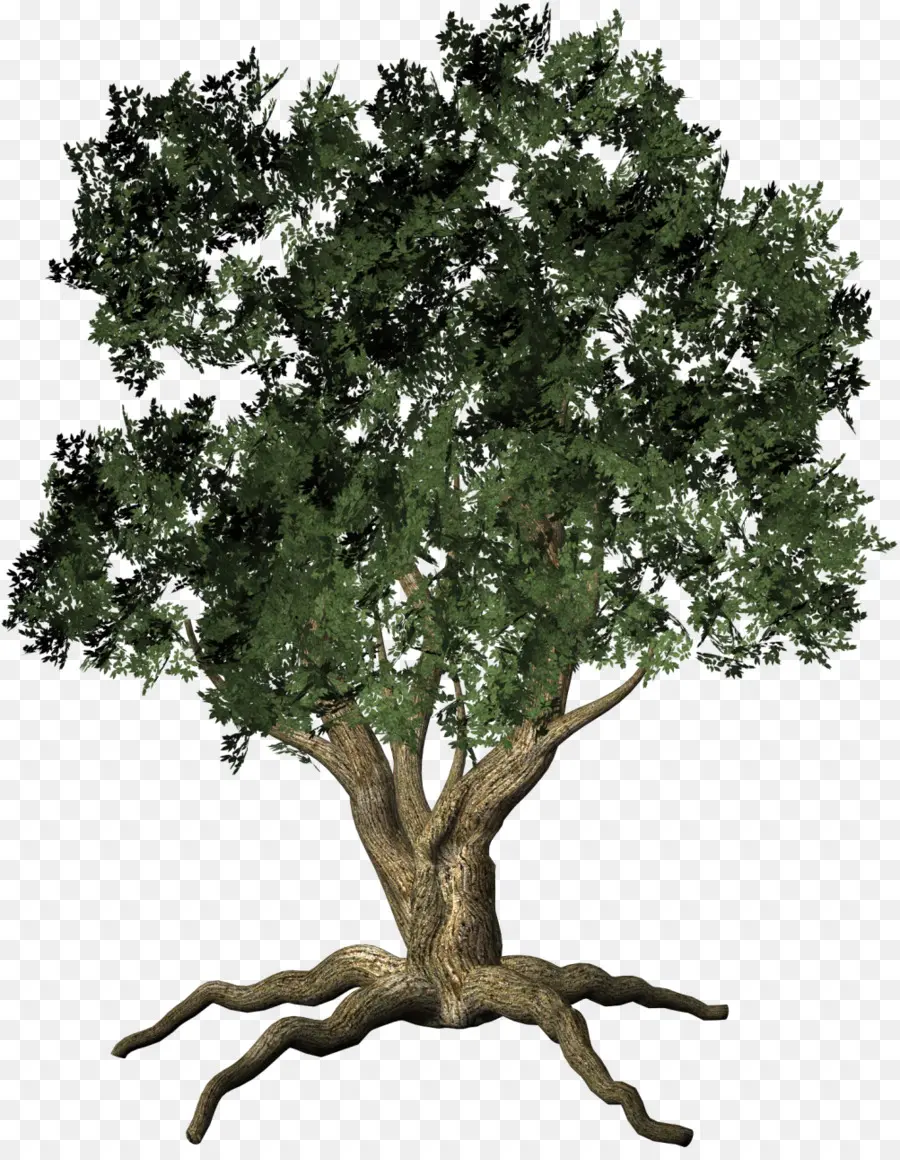 Árbol，Hojas PNG