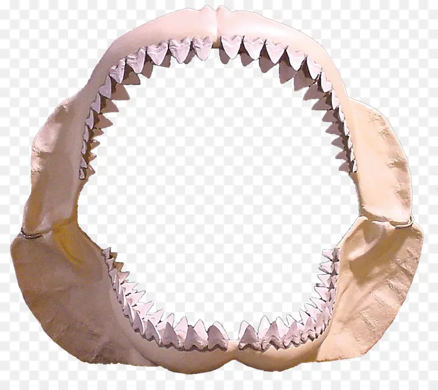 Tiburón，El Tiburón De Jaws PNG