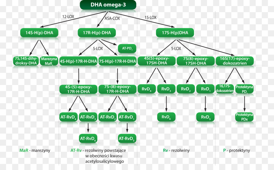 El ácido Araquidónico，Omega 3 ácidos Grasos PNG