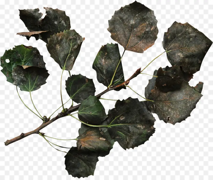 Hoja，Planta PNG