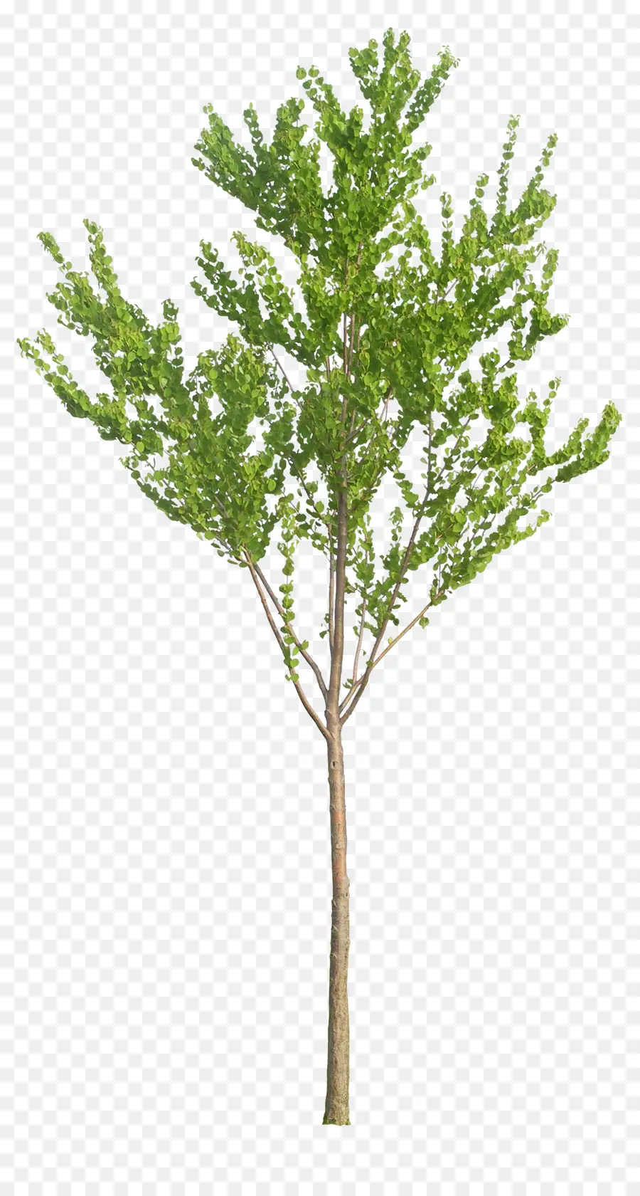 árbol Alto，Verde PNG