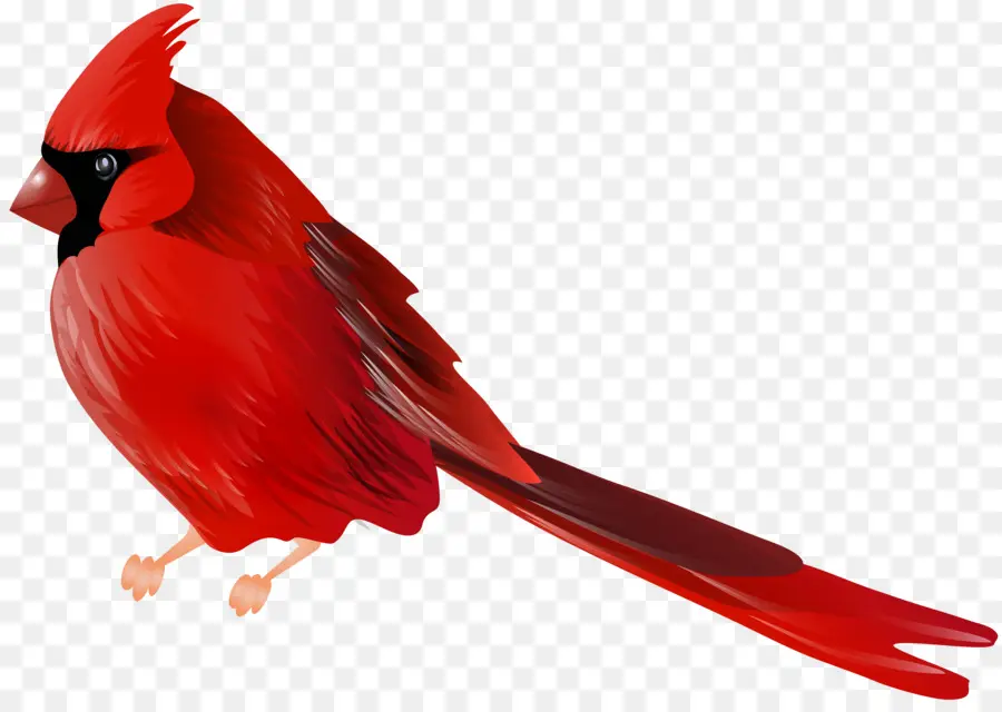 Cardenal，Rojo PNG