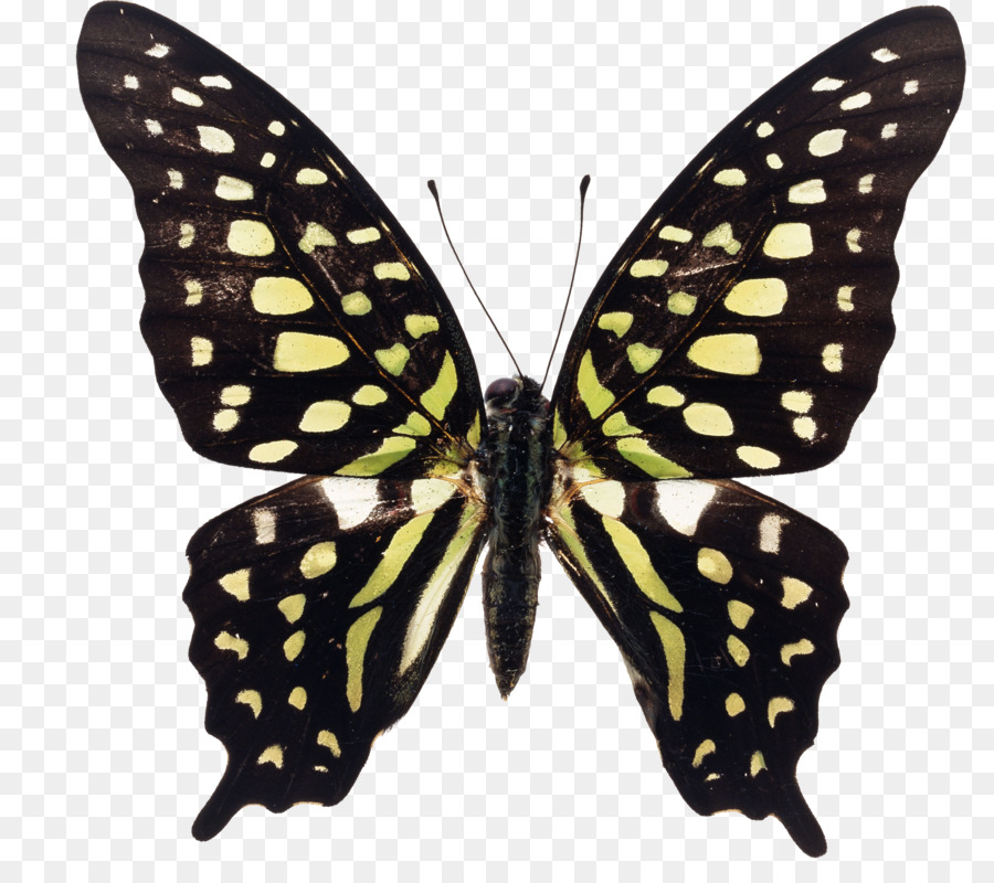 Mariposa，Graphium Agamenón PNG