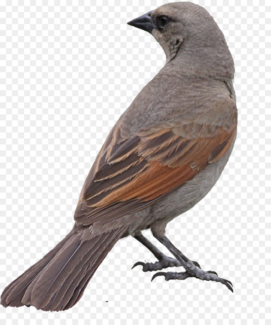 Gorrión，Plumas PNG