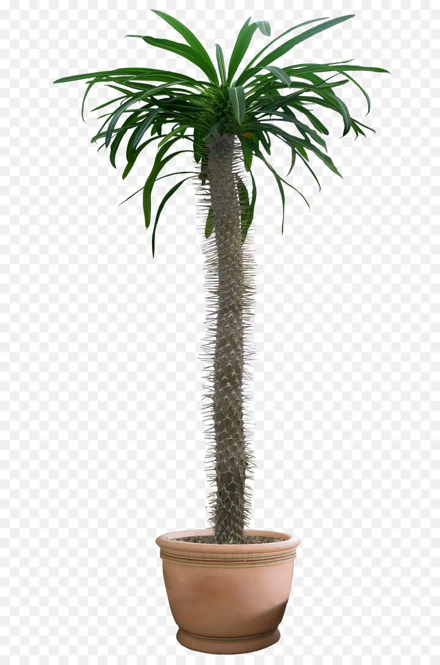 Planta，árbol PNG