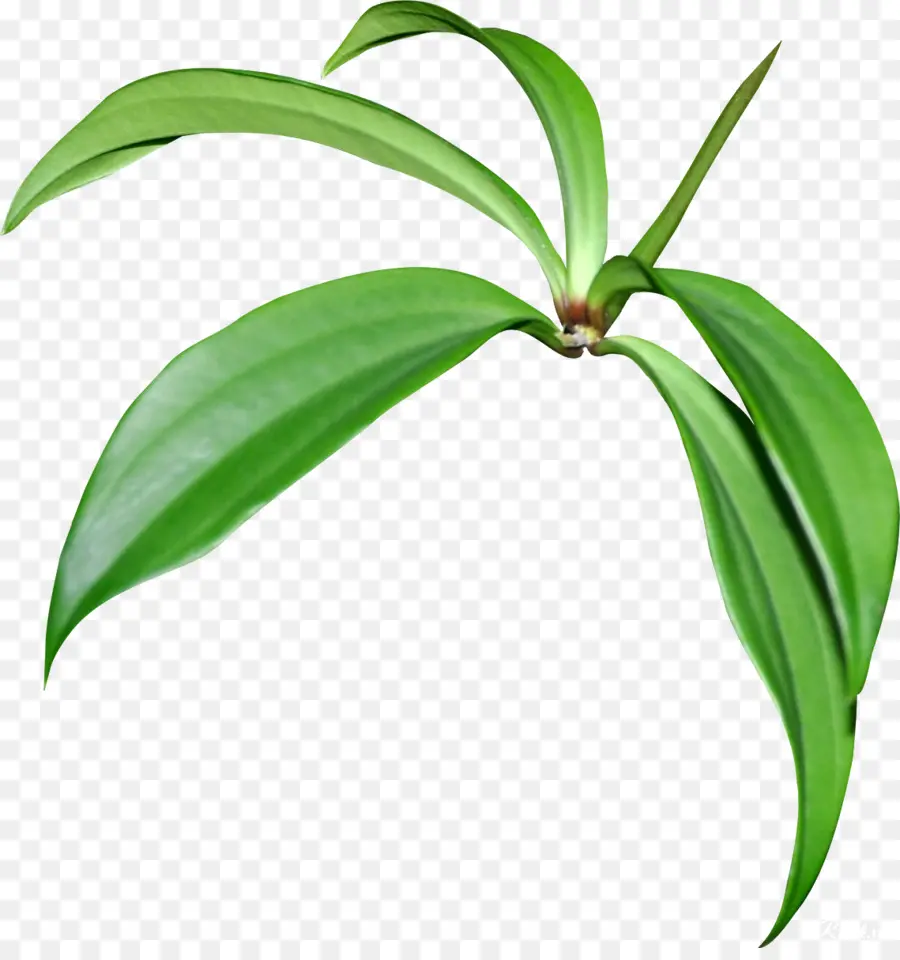 Hojas Verdes，Planta PNG