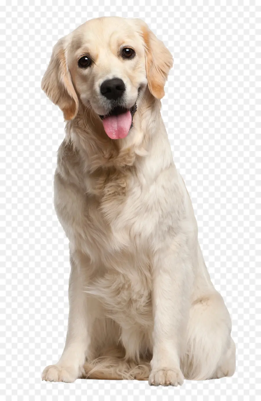 Golden Retriever，Labrador Retriever PNG