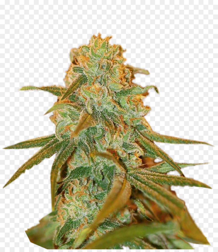 Cannabis Cup，El Cannabis PNG