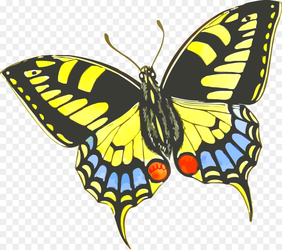 Mariposa，Insecto PNG