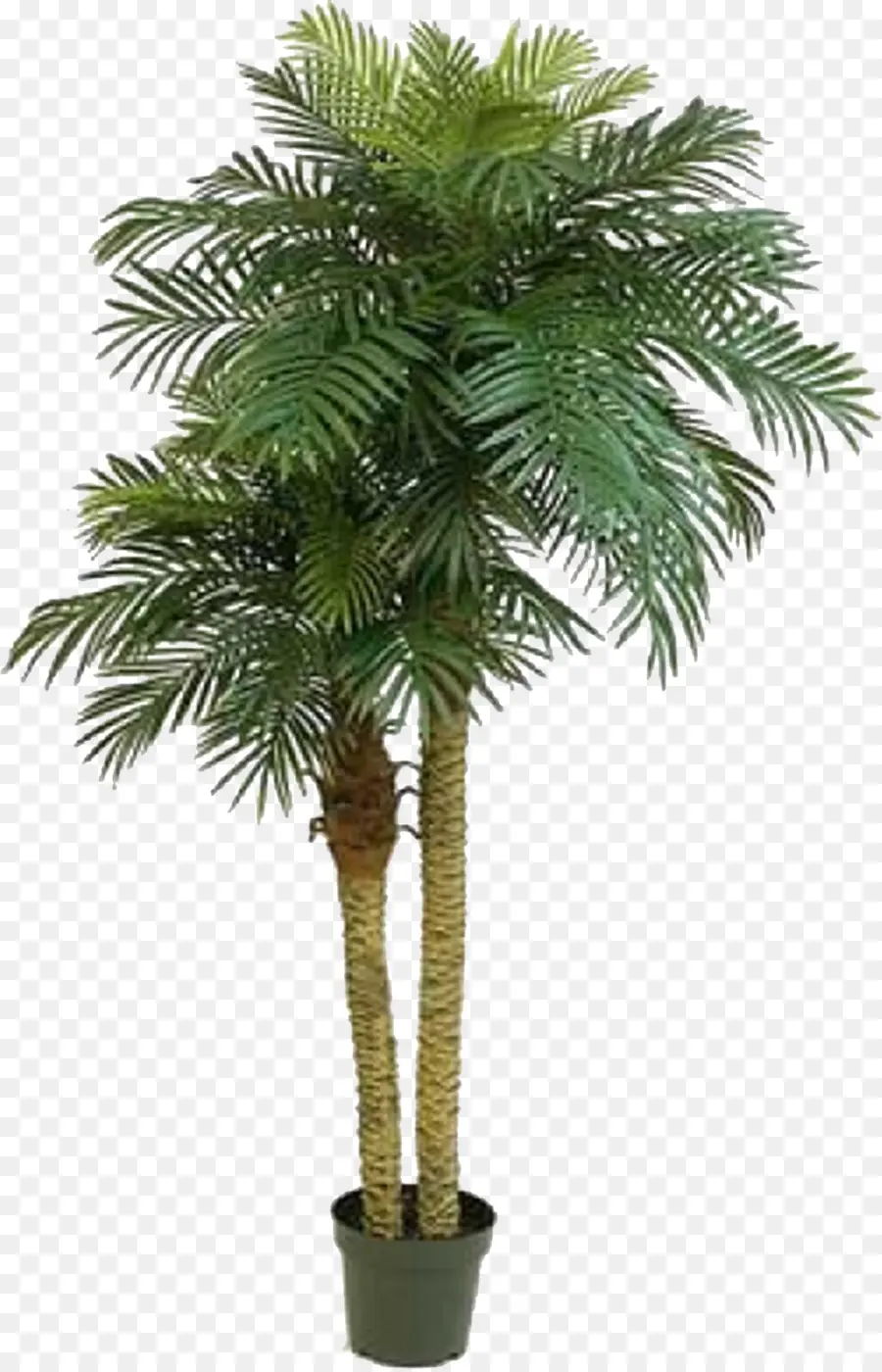 Phoenix Roebelenii，Arecaceae PNG