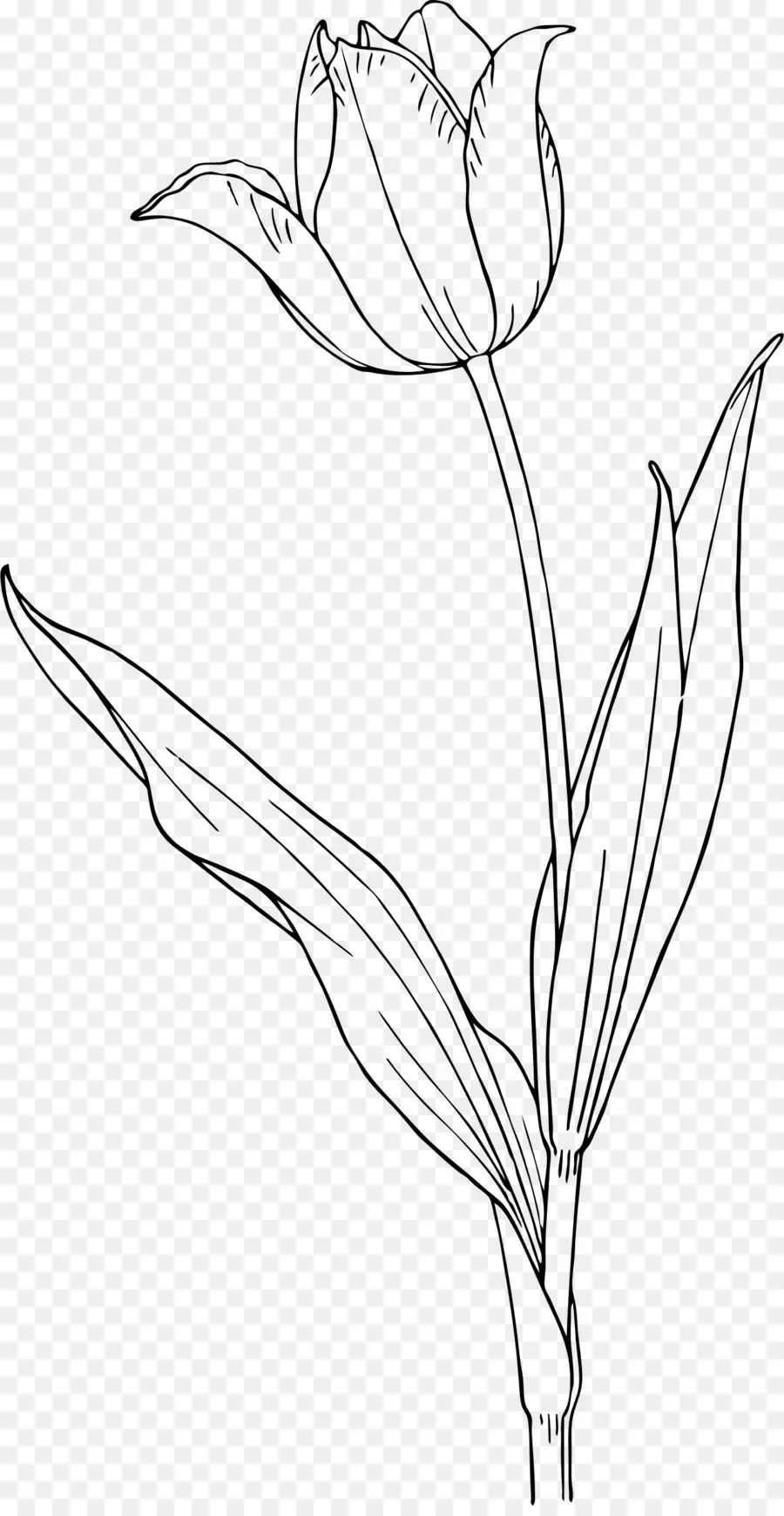 Tulipán，Dibujo Y Diseño De La Naturaleza PNG