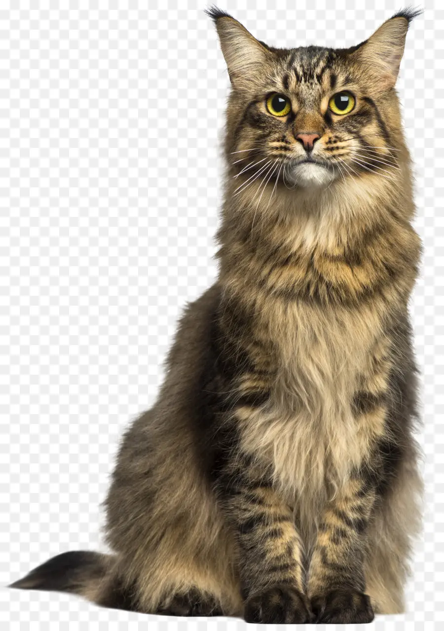 Gato，Mascota PNG