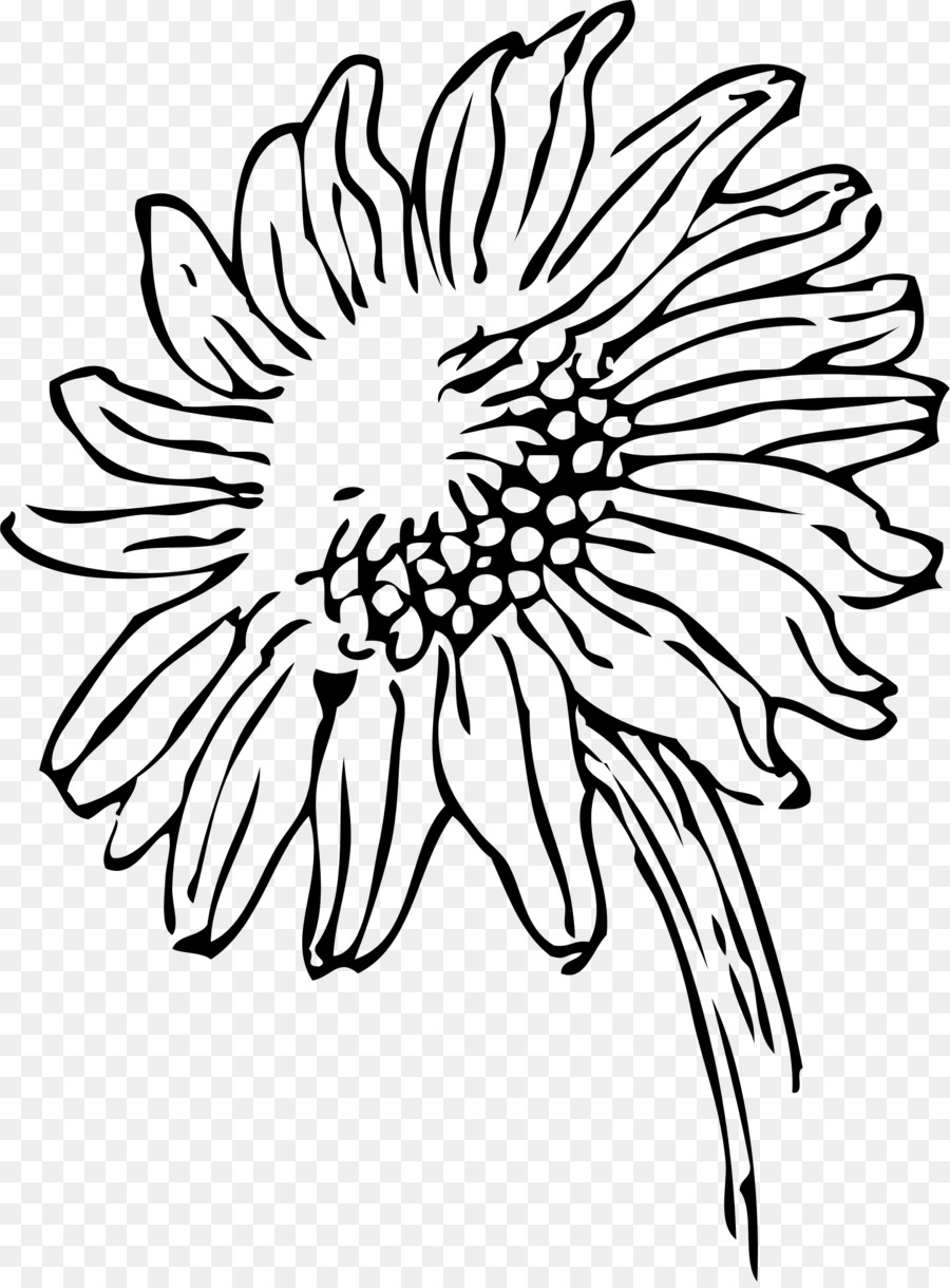 Dibujo，Común De Girasol PNG