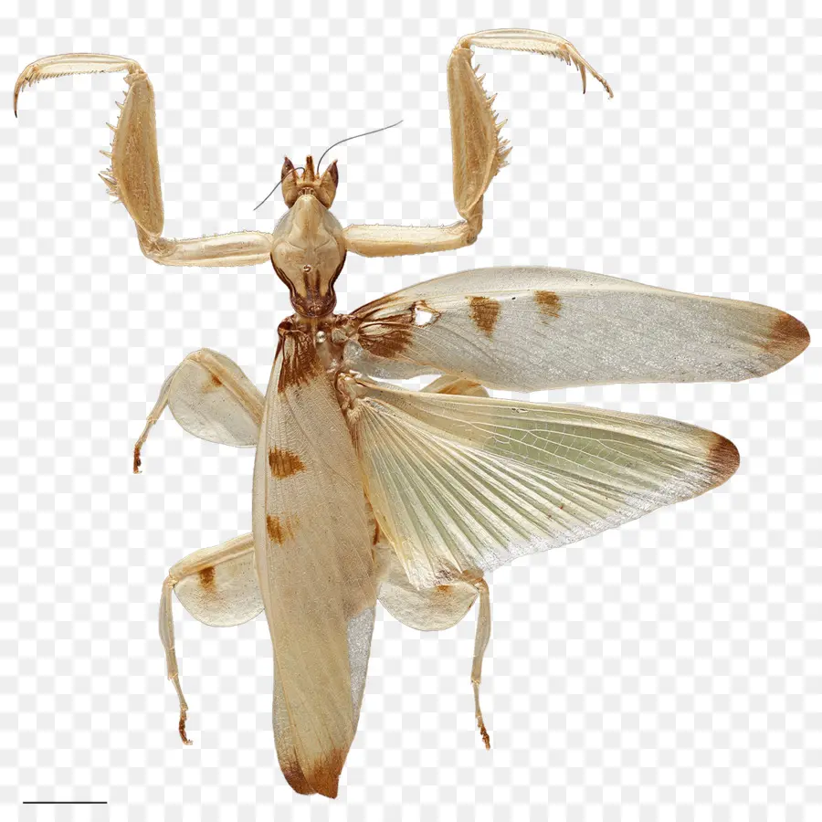 Mantis Orquídea，Mantis PNG