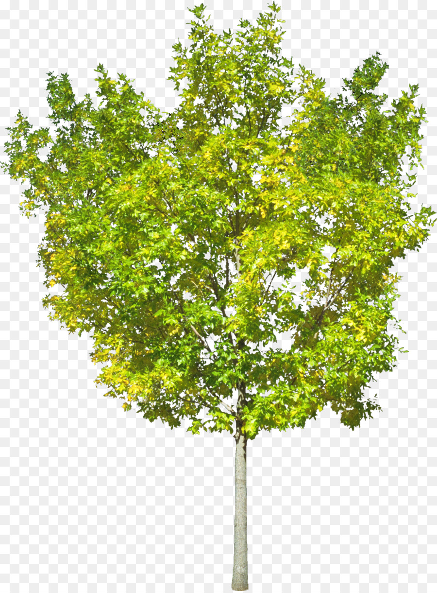 árbol De Otoño，Hojas PNG