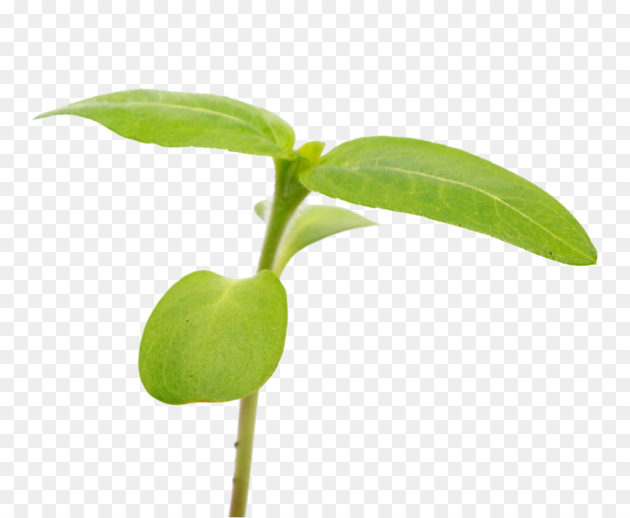 Hojas Verdes，Planta PNG