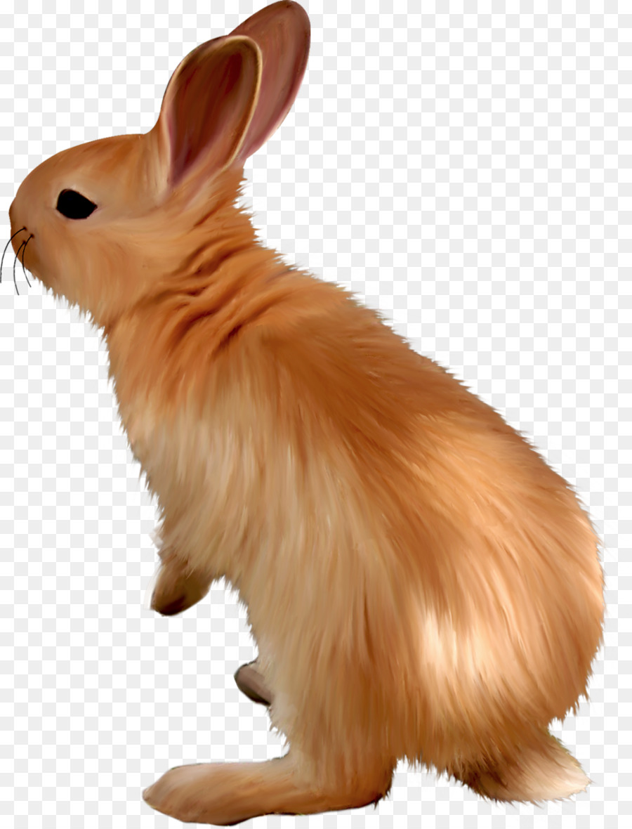 Conejo，Conejito PNG