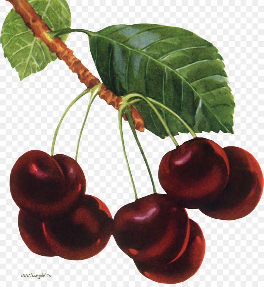 Nalewka，Cherry PNG