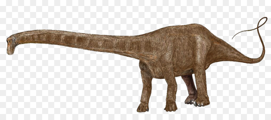 Plateosaurus，Dinosaurio De Tamaño PNG