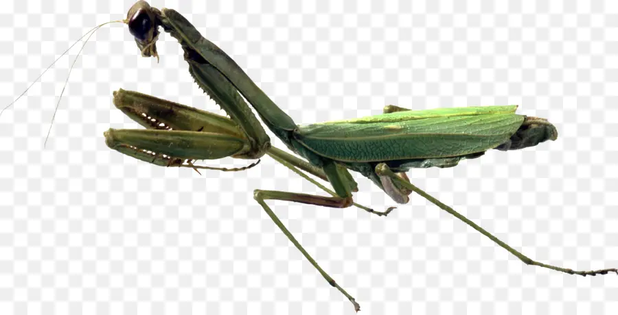 Mantis Religiosa，Naturaleza PNG