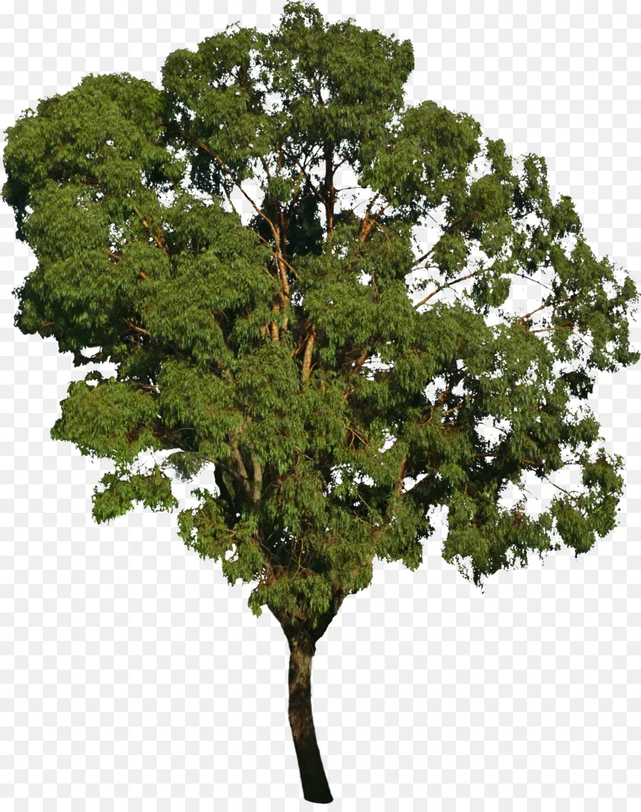 árbol，Bonsai PNG