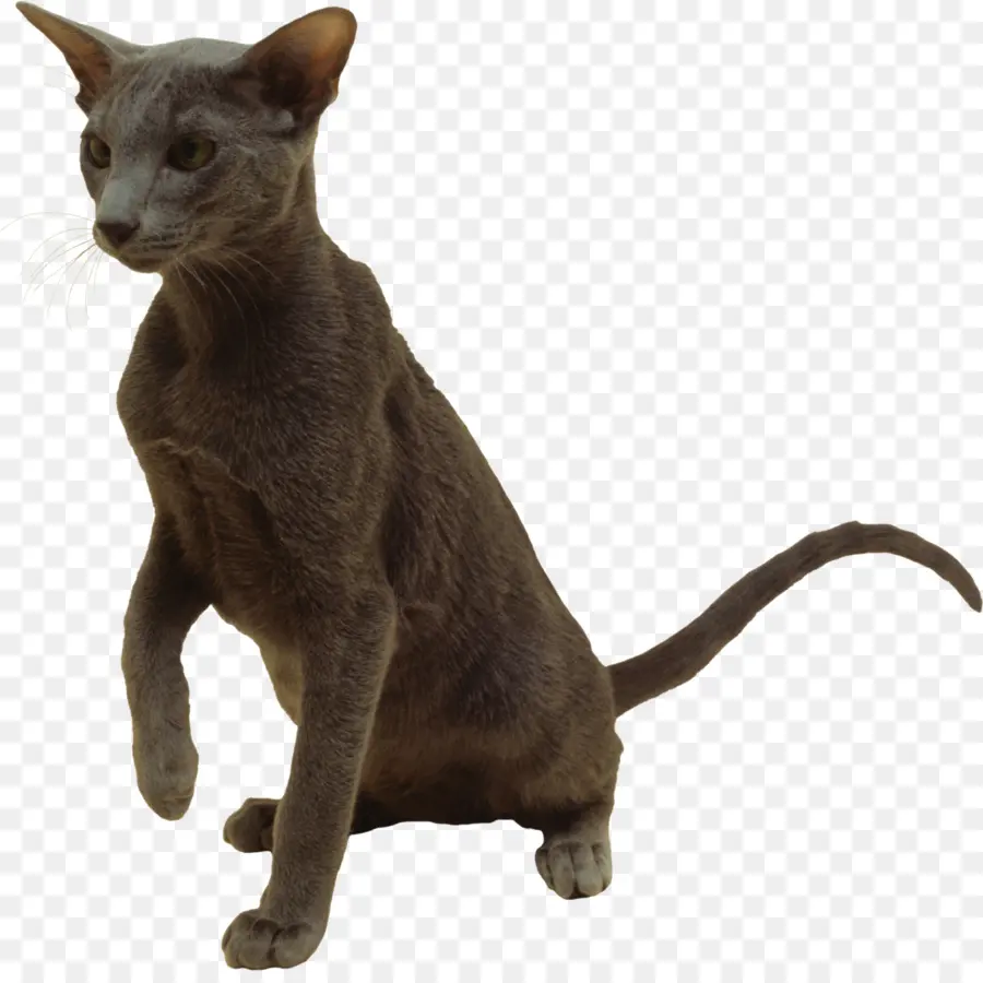 Gato，Mascota PNG