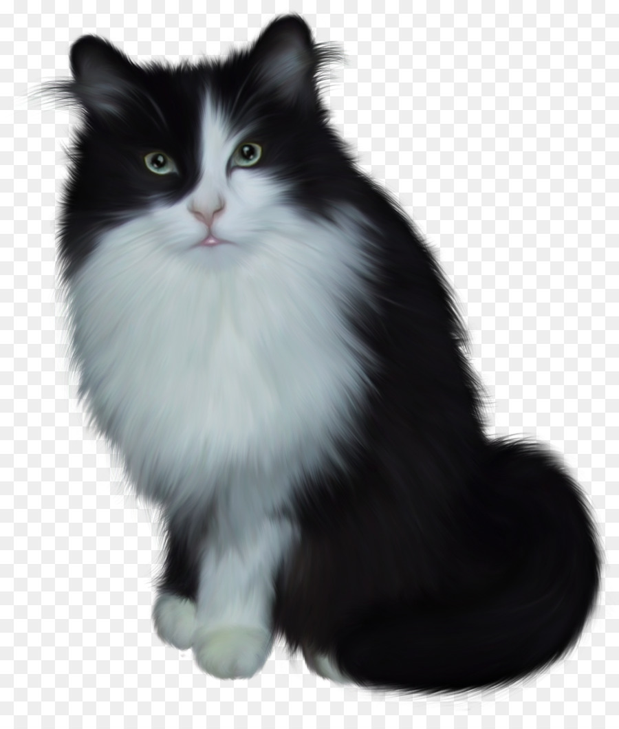 Van Gato，Angora Turco PNG