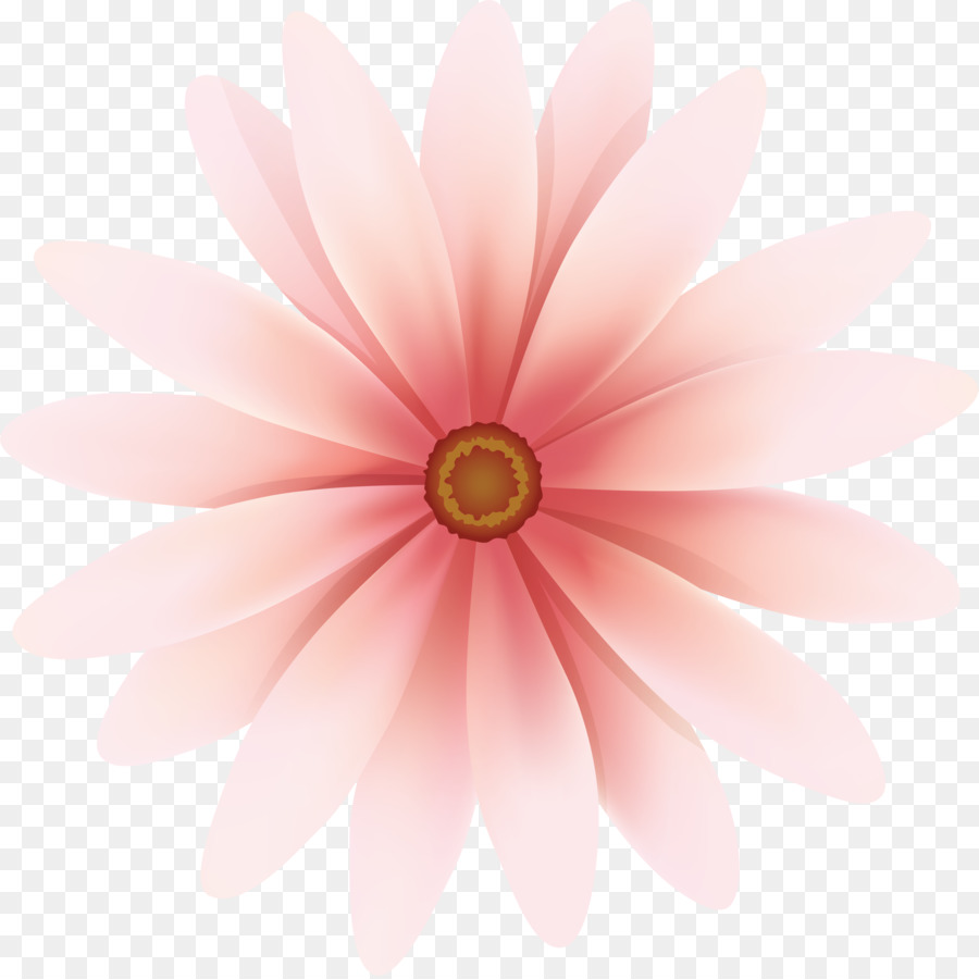 Flor，Daisy Familia PNG