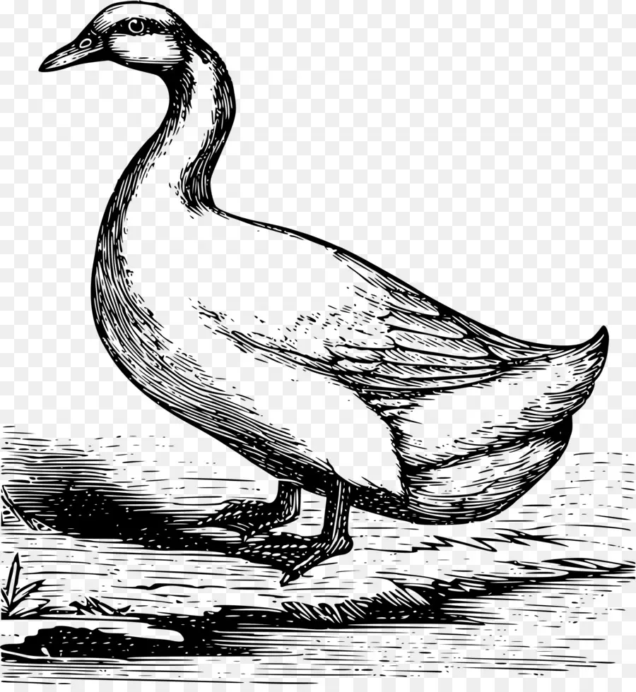 Pato，American Pekin PNG