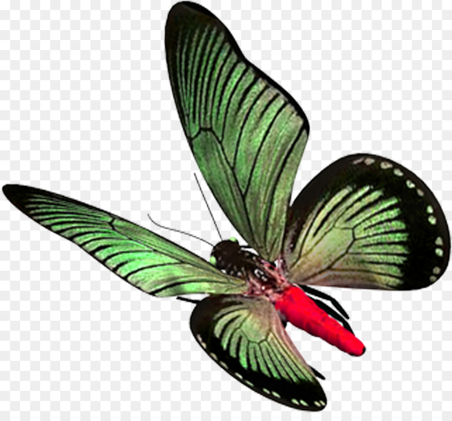 Mariposa，Alas PNG