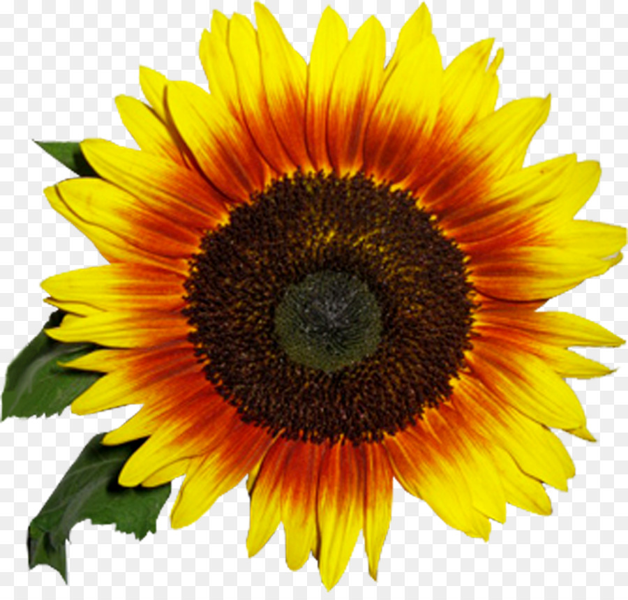 Común De Girasol，Flor PNG