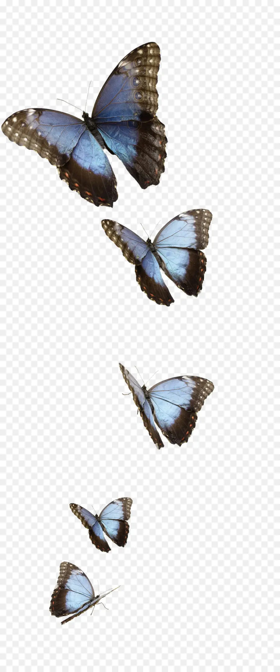 Mariposas Azules，Vuelo PNG