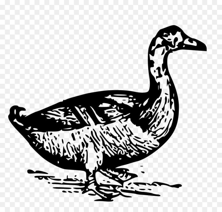 Pato，Dibujo PNG