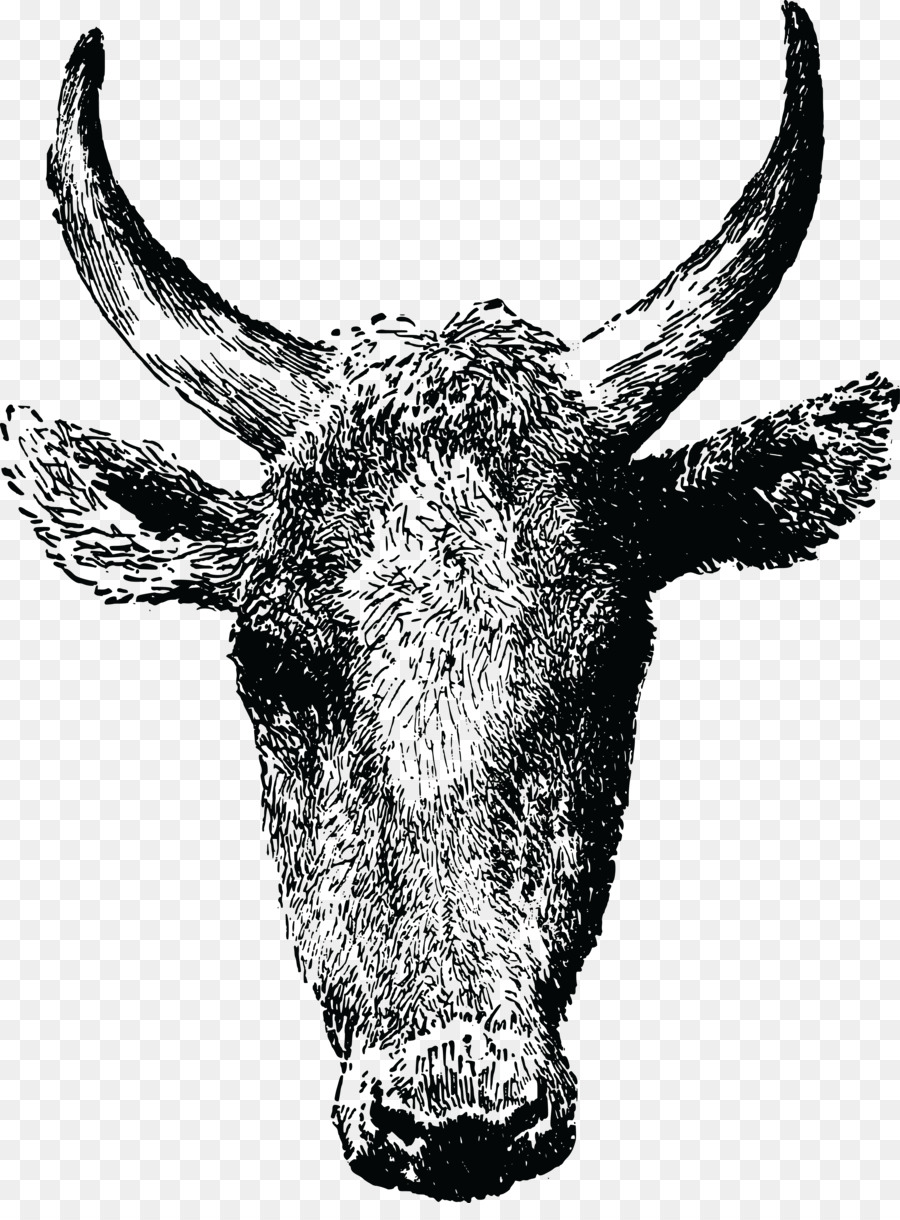 Bosquejo De Cabeza De Vaca，Animal PNG