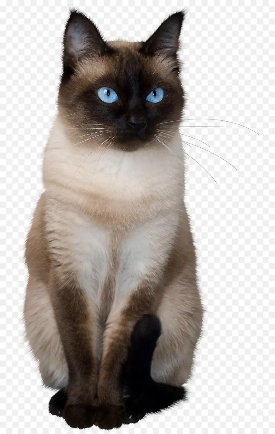 Tailandés Gato，Gato Siamés PNG