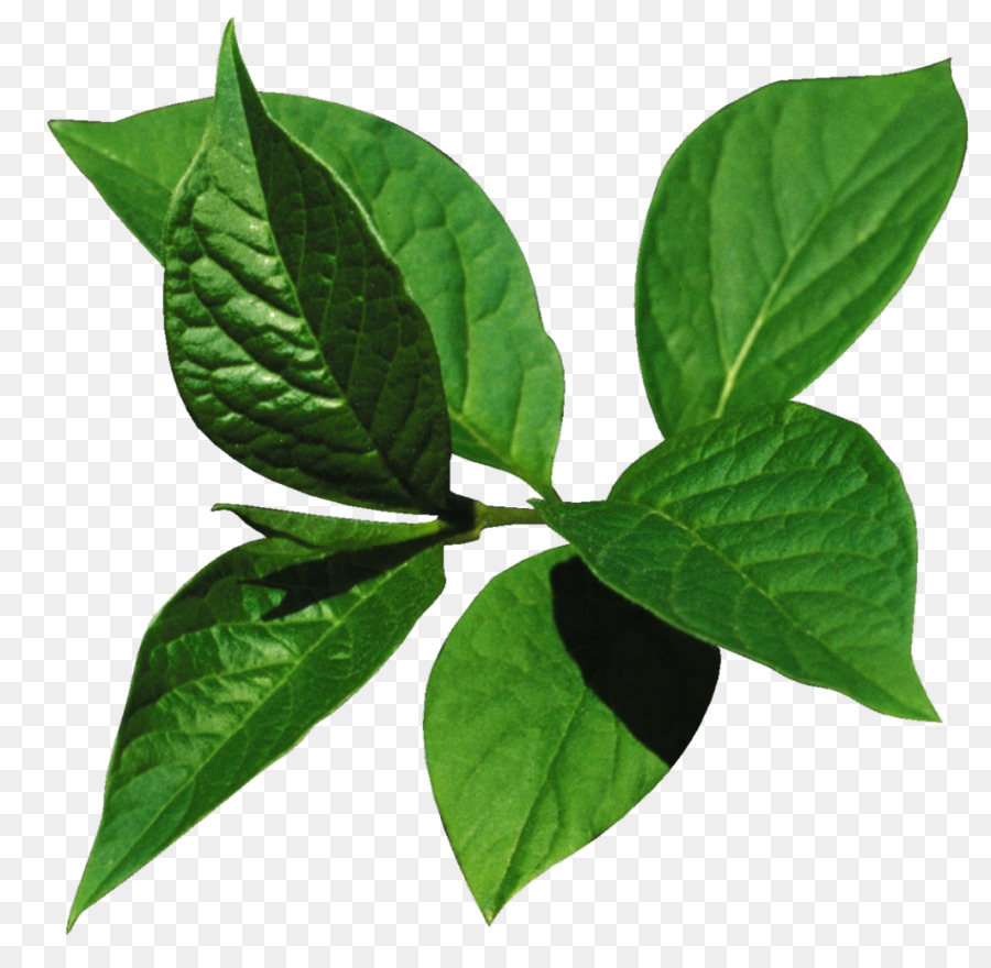 Hojas Verdes，Naturaleza PNG