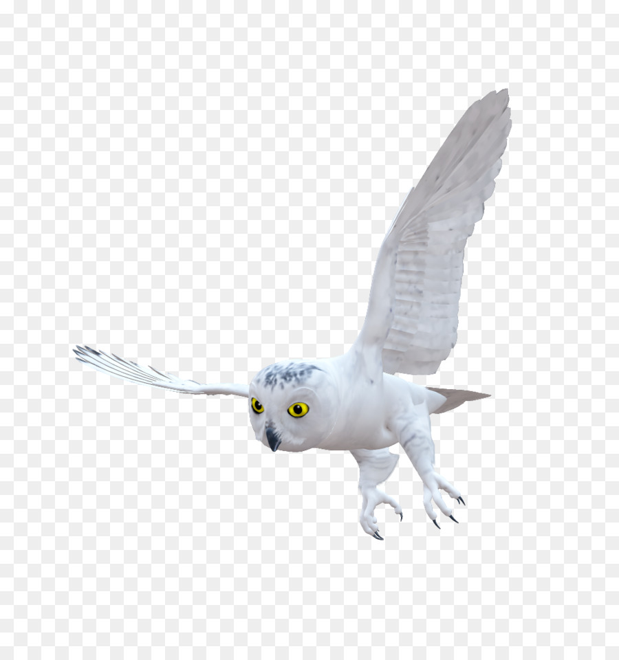 Pájaro，Búho PNG