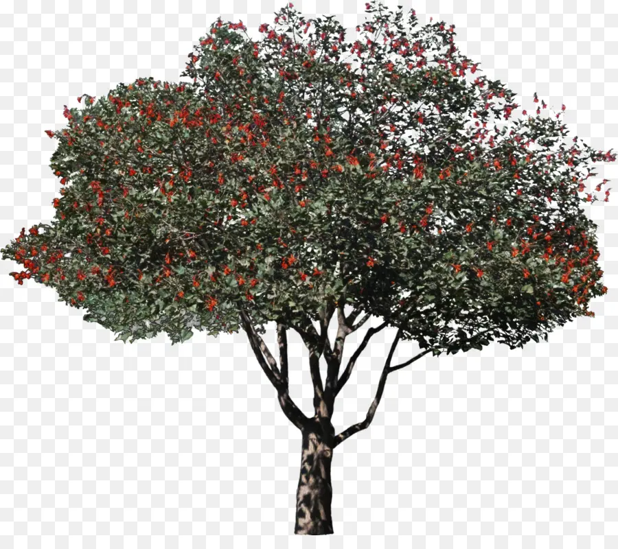 árbol，Planta PNG