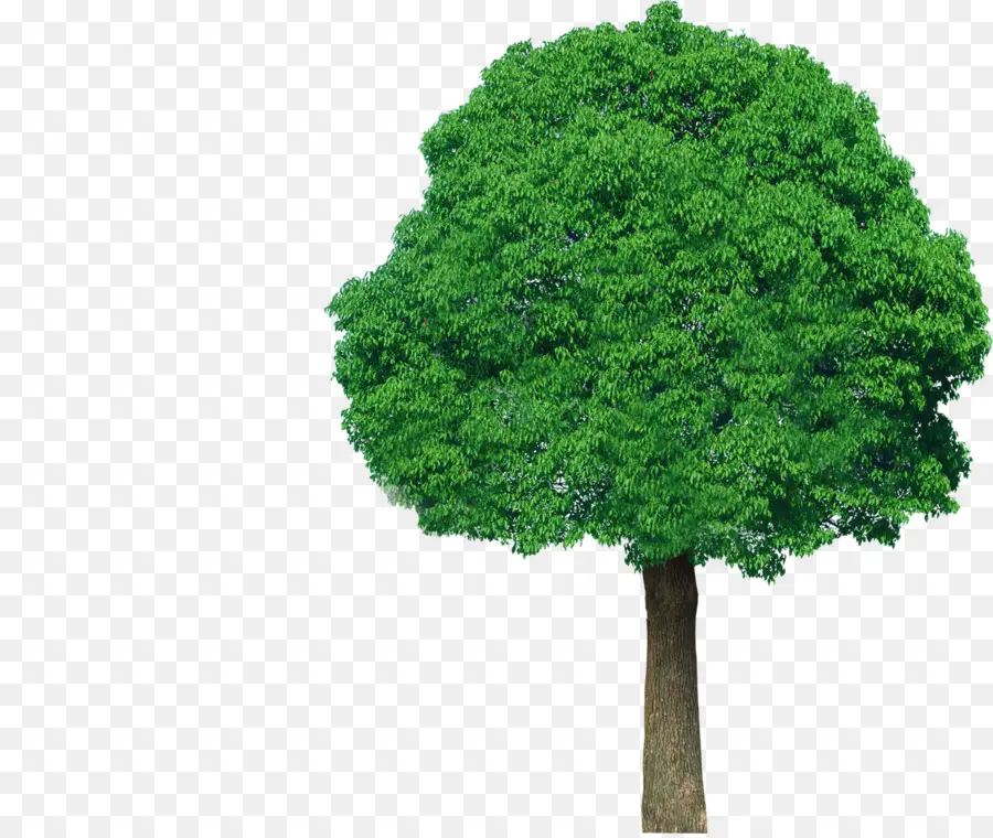 árbol Verde，Naturaleza PNG