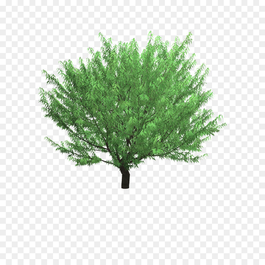 Zelkova Serrata，árbol PNG