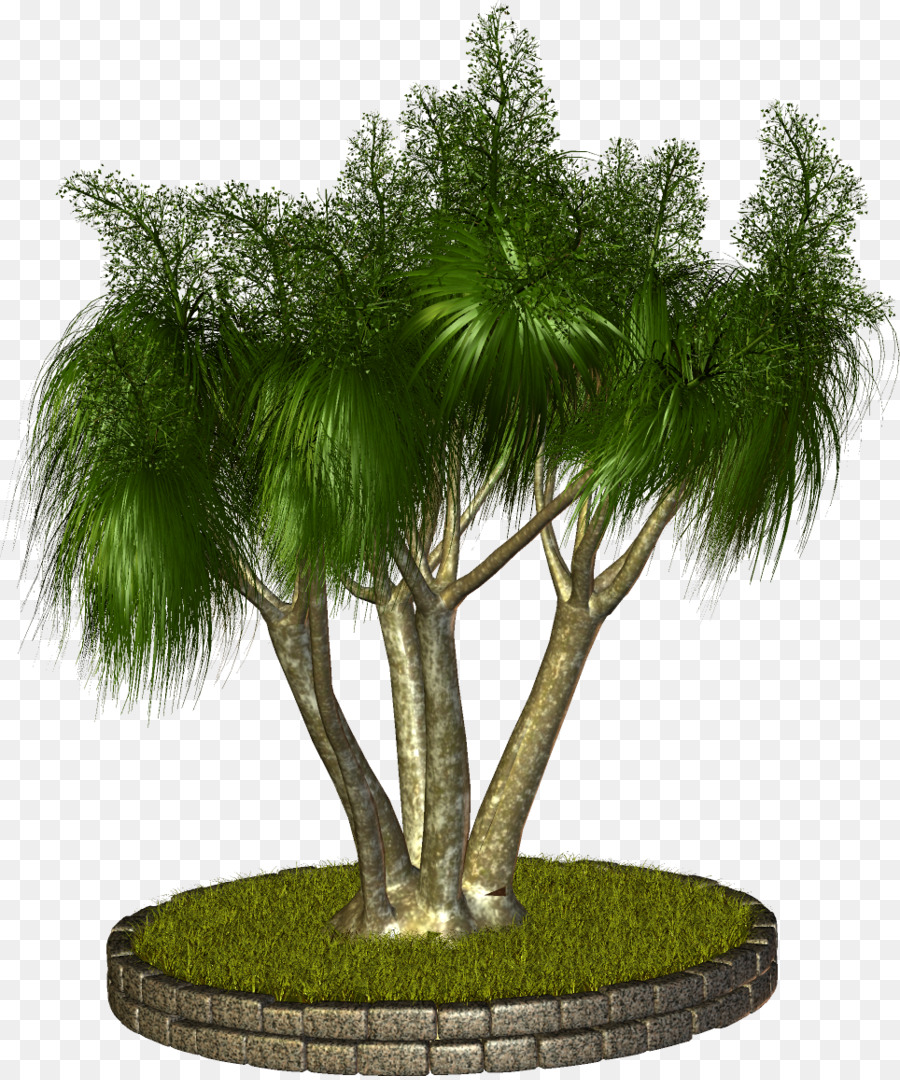 Palmera，Hojas PNG