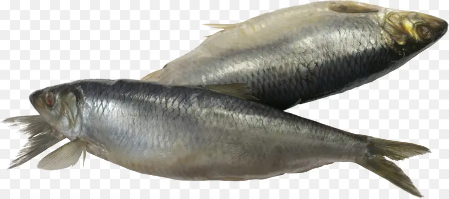 Dos Peces Plateados，Acuático PNG