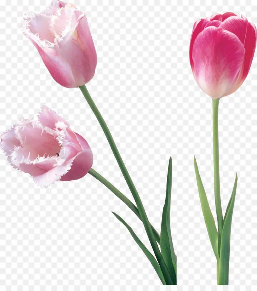 Tulip，Flor PNG