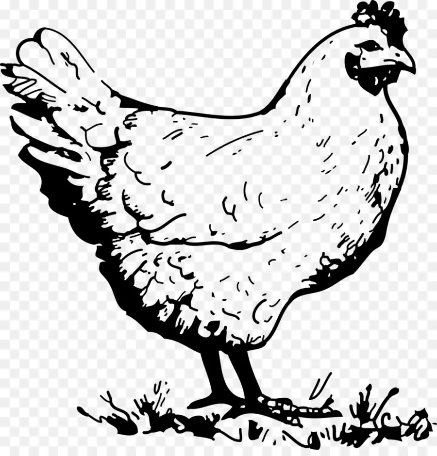 Pollo，Dibujo PNG