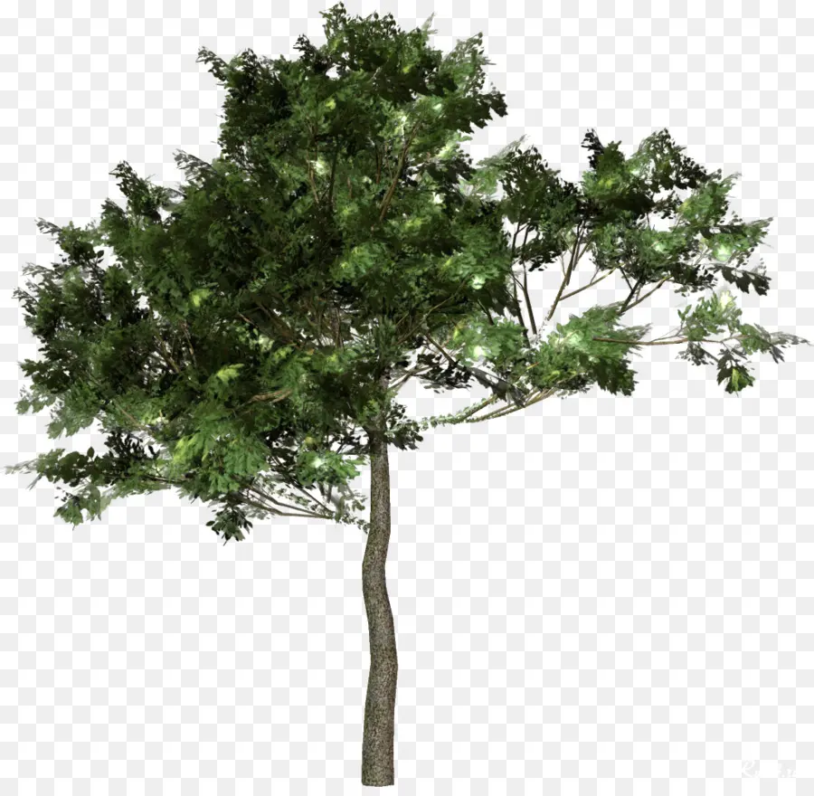 árbol，Bosque PNG