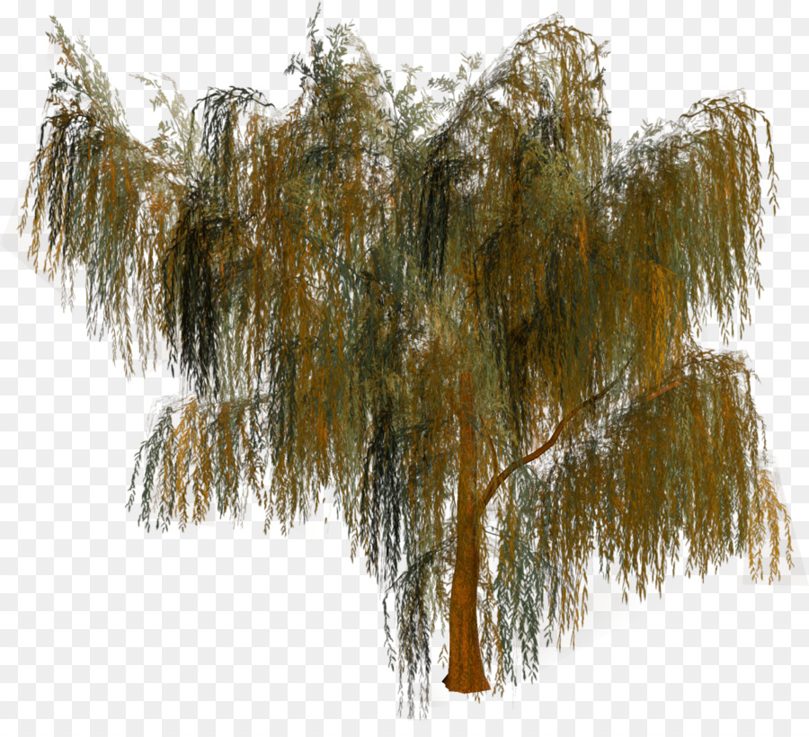 árbol，Bosque PNG