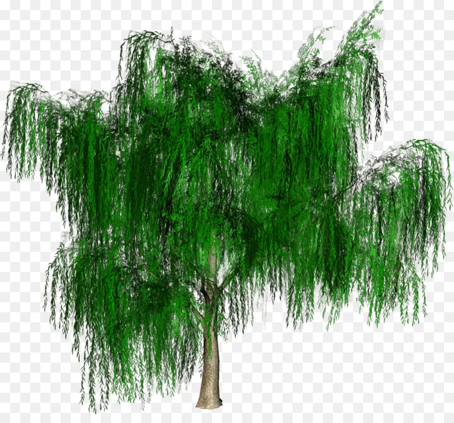 árbol，Bosque PNG