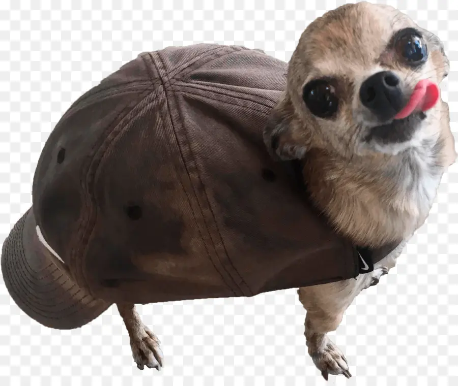 Chihuahua，Tortuga PNG