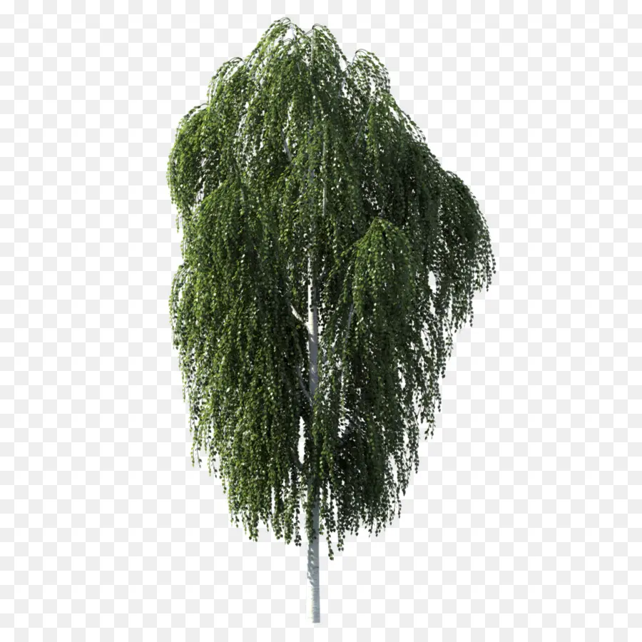 árbol Llorón，Hojas Verdes PNG