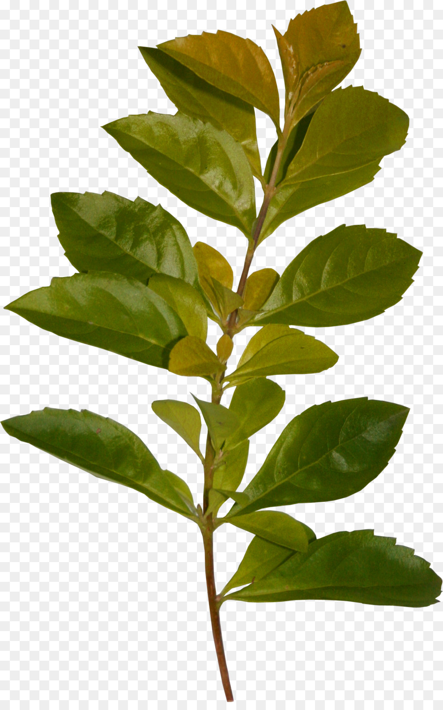 Hojas Verdes，Planta PNG